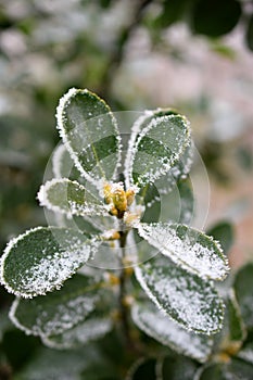 Frozen leaf 1