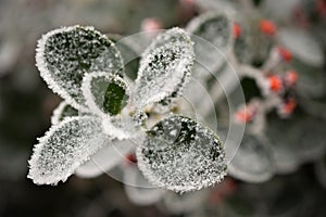 Frozen leaf 2