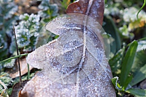 Frozen leaf and plant at the beginning of winter