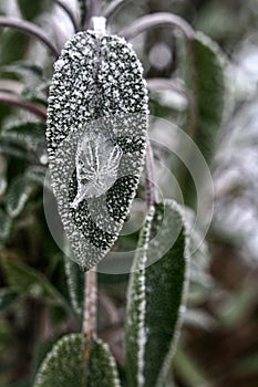 Frozen leaf of sage (salvia, Folium Salviae) with frozen dew drop