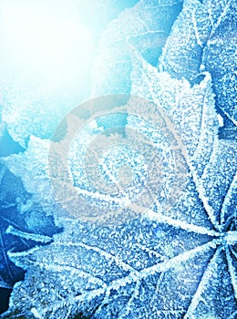 Frozen leaf texture