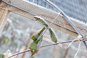 Frozen Leaf In Vegetable Garden At Winter.