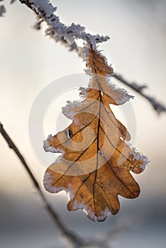 Frozen leaf at winter sunset