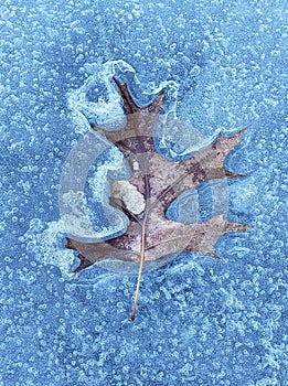 Frozen Leaf in winter time