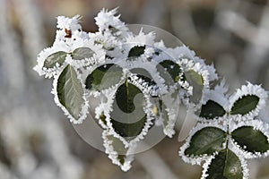 Frozen leaf