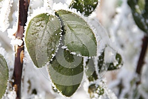 Frozen leaf