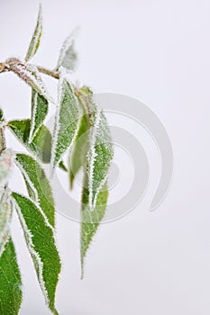 Frozen leafes in autumnal November