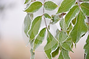 Frozen leafes in autumnal November