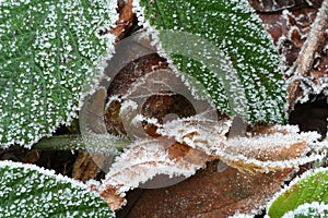 Frozen leaves