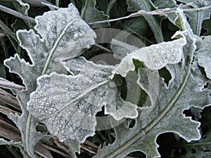 Frozen Leaves