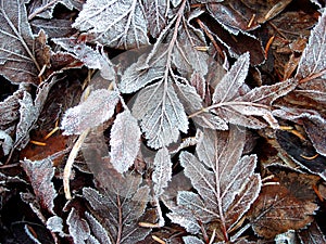 Frozen leaves photo