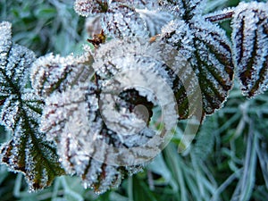 Frozen leaves