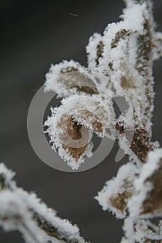 Frozen leaves close up