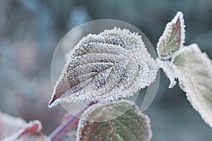 Frozen leaves covered with hoarfrost of winter morning, macro nature background