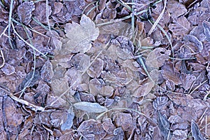 Frozen leaves on the forest floor