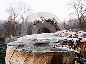 Frozen leaves with frost Tree stump for product display montages. Natural background. Texture background wallpaper
