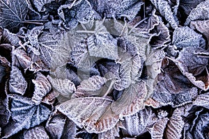 Frozen leaves in the grass outdoors in winter. Beautiful textured orange and brown leaves in frost closeup macro