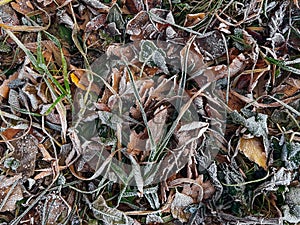 Frozen leaves on a ground. Brown, green and yellow fallen leaves covered with a hoar.