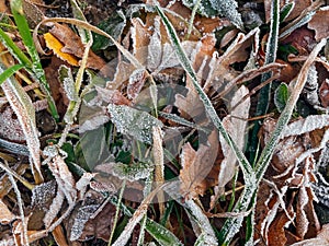 Frozen leaves on a ground. Brown, green and yellow fallen leaves covered with a hoar.