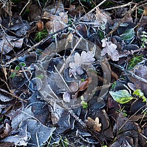 Frozen leaves on the ground in winter mornings background texture