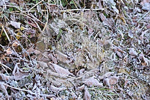 Frozen leaves in the mountains of Nepal`s Langtang National Park