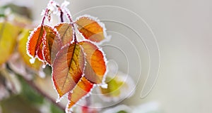 Frozen leaves in winter before spring melting, renewal of nature