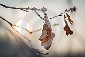 Frozen leaves at winter sunset