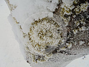 Frozen lichen and moss covered by hoarfrost on a tree bark.