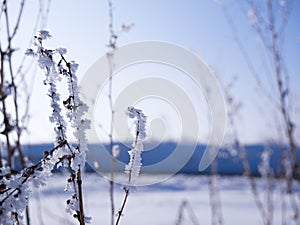 Frozen lifeless dead vegetation at sunset