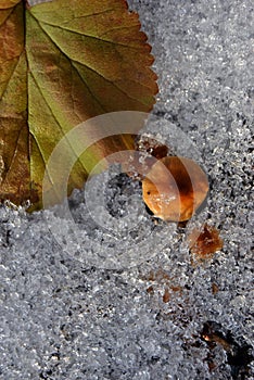 Frozen linden leaf and small mushroom top view, crystalized snow