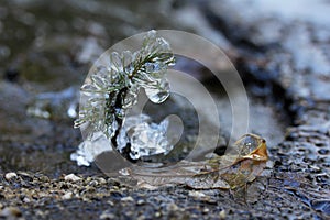 Frozen little plant
