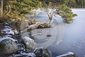 Frozen Loch Garten with rocks and pine in the Cairngorms National Park.