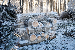 Frozen logs in forest