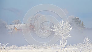 Frozen lonely tree in extremely cold weather