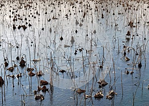 Frozen lotus pond in winter.