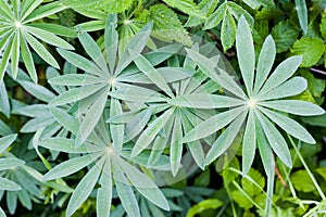 Frozen lupine leafs Lupinus polyphyllus with rain drops background. Lupine plant before flowers, green star shaped leaves,