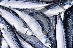 Frozen mackerel. Frozen group of fish. iced athlantic fish. Mackerel. Mackerel pattern. Mackerel texture. Fish background