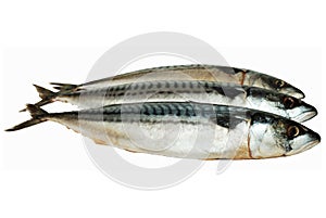 Frozen mackerels photo
