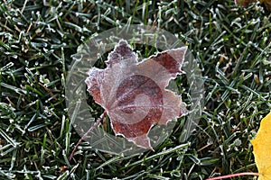 Frozen Maple Leaf