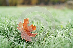 Frozen maple leaf on th ground in frosty morning