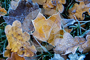 Frozen maple leafs. Hoarfrost on withered leaves.