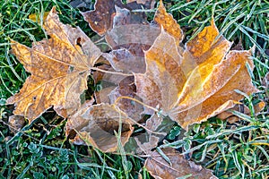 Frozen maple leaves on grass in autumn