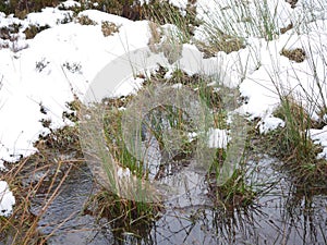 frozen marsh in Aviemore