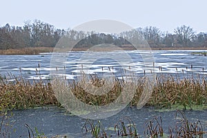 Frozen marsh on a cold winter day in the flemish countryside