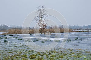 Frozen marsh on a cold winter day in the flemish countryside