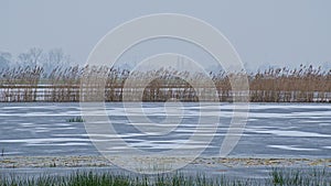 Frozen marsh on a cold winter day in the flemish countryside