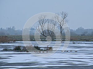 Frozen marsh on a cold winter day in the flemish countryside