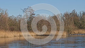 Frozen marsh with golden reed and bare trees in the flemish countryside