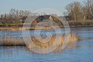 Frozen marsh with golden reed and bare trees in the flemish countryside