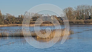 Frozen marsh with golden reed and bare trees in the flemish countryside